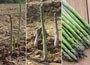 asparagus collection crowns