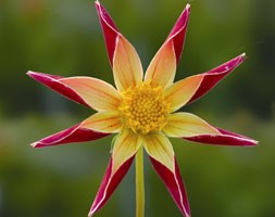 dahlia bulbs