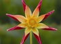 dahlia bulbs