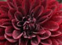 dahlia bulbs