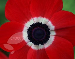 Anemone coronaria (De Caen Group) 'Hollandia' (windflower bulbs)