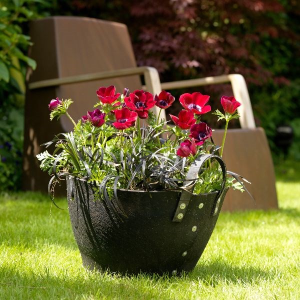 windflower bulbs