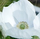 anemone bulbs
