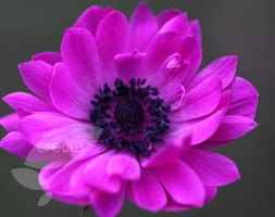 windflower bulbs
