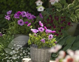 windflower bulbs