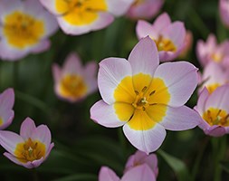 Tulipa saxatilis (Bakeri Group) 'Lilac Wonder' ((Bakeri Group) tulip Lilac Wonder bulbs)