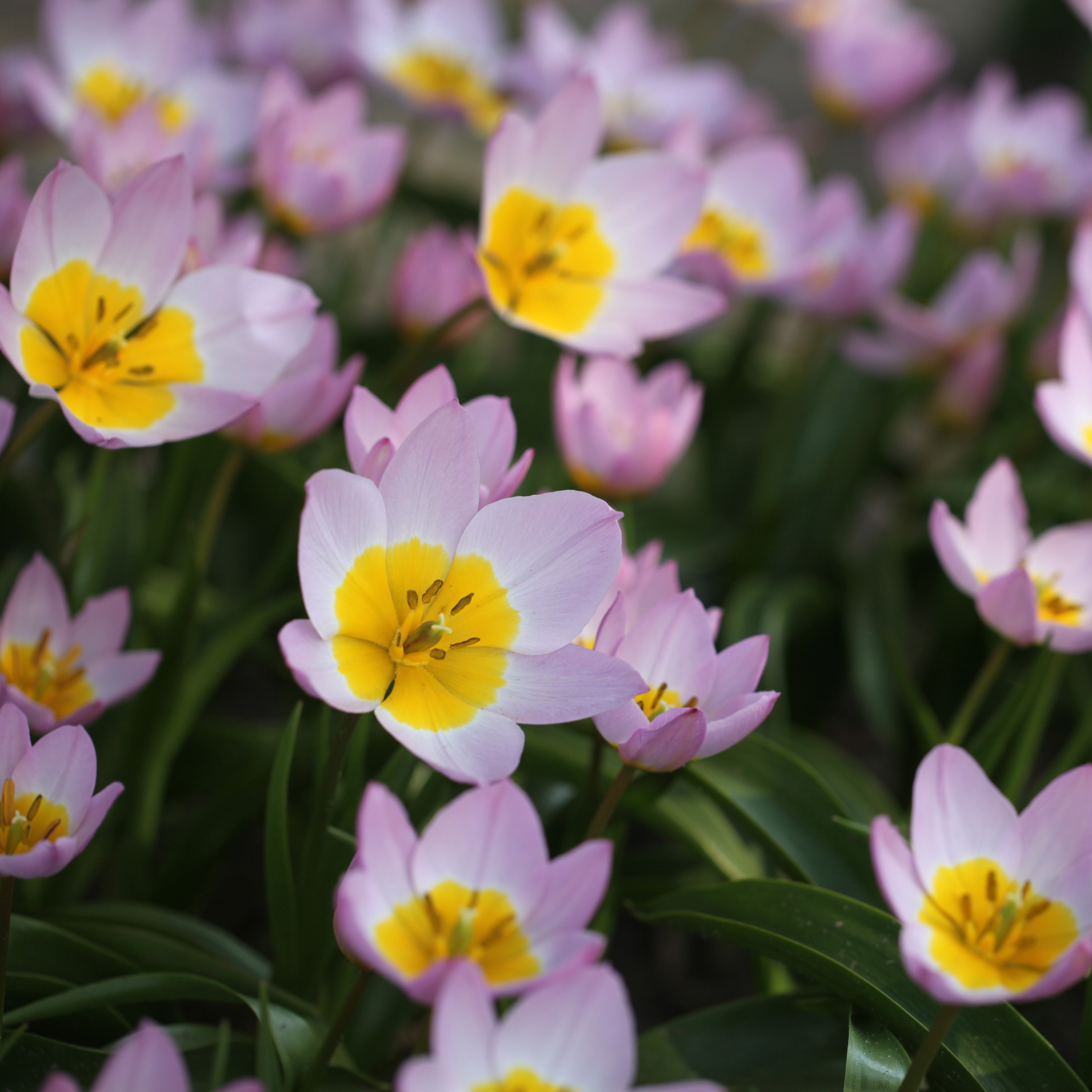(Bakeri Group) tulip Lilac Wonder bulbs