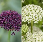 allium bulbs