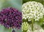 allium bulbs