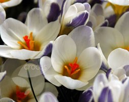 species crocus bulbs
