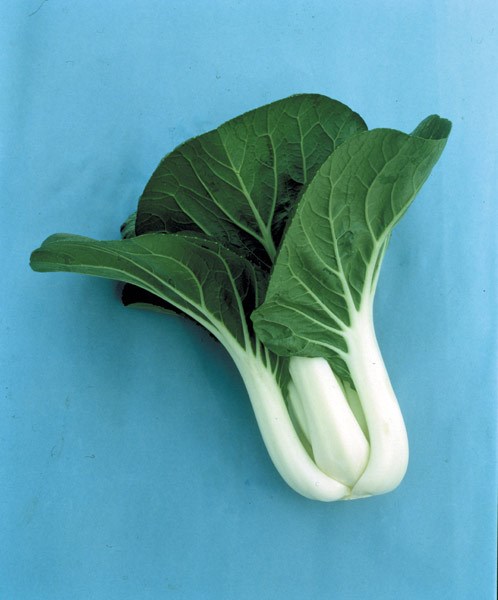 pak choi pak choi