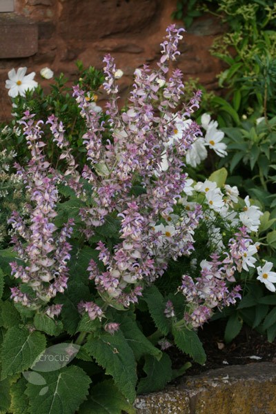 Salvia Turkestanica