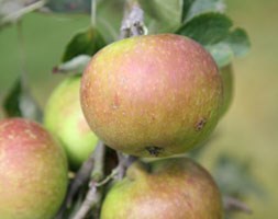 apple 'Cox's Orange Pippin' (apple)