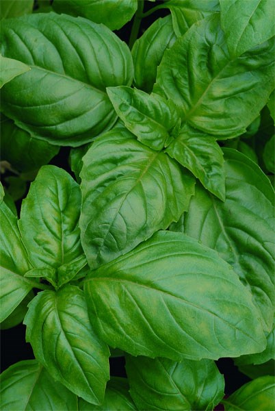 sweet basil sweet basil