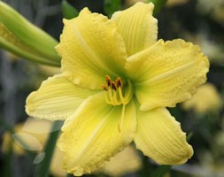daylily
