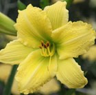 daylily