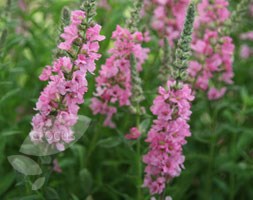 Lythrum salicaria 'Blush' (purple loosestrife)