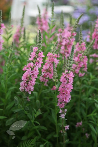 purple loosestrife purple loosestrife