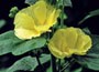 hollyhock