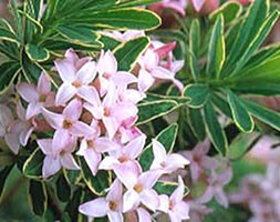 Daphne burkwoodii 'Astrid' (daphne)