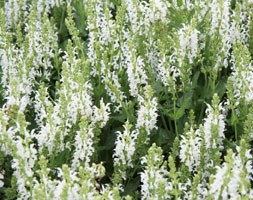 Salvia x sylvestris 'SchneehÃ¼gel' (sage)