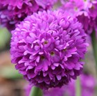 Primula denticulata