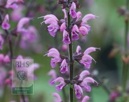 salvia