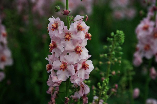 verbascum verbascum