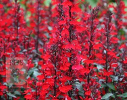 lobelia (syn. Fan Scarlet)
