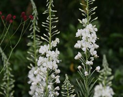 Chamerion angustifolium 'Album' (white rosebay willow herb)