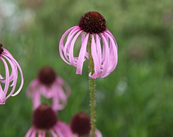coneflower