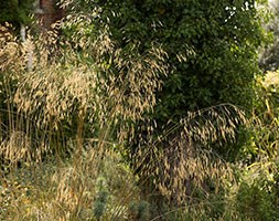 Stipa gigantea (golden oats)