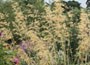 golden oats