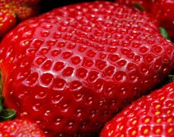 Strawberry 'Delia' (strawberry - early - mid season fruiting)