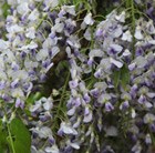 japanese wisteria syn ( Wisteria 'Issai )