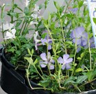 Mixed periwinkle promotion - 6 pack