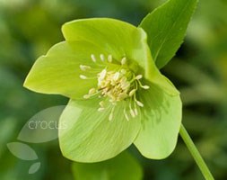 Helleborus x hybridus 'Harvington Lime' (Lenten rose hellebore)