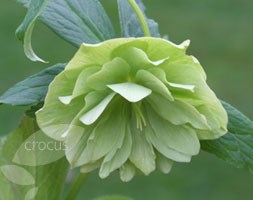 Helleborus x hybridus 'Harvington Double Lime' (lenten rose)