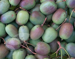 mini kiwi fruit