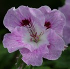 three regal pelargonium