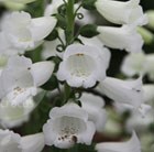 foxglove