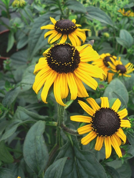 black-eyed Susan black-eyed Susan