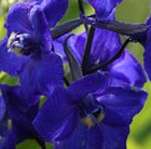 delphinium