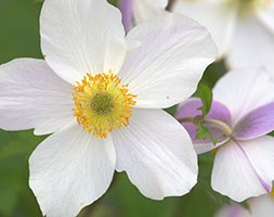 Anemone 'Wild Swan' (anemone)