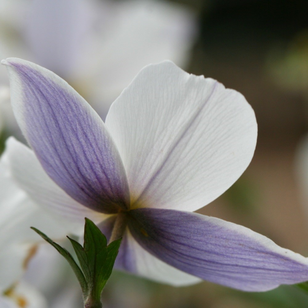 anemone anemone