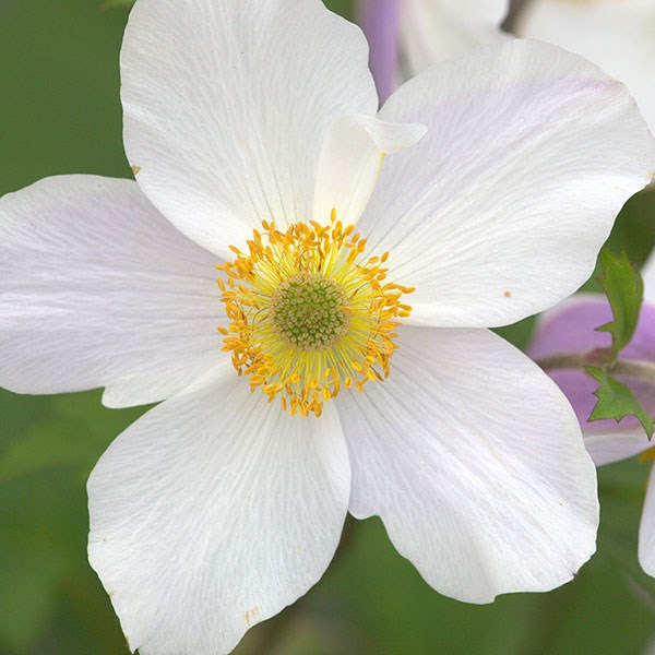 anemone anemone