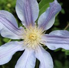 herbaceous clematis