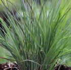 little blue stem