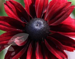 black-eyed Susan