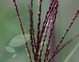silver grass